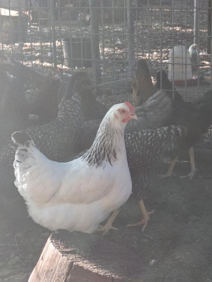 Sussex legkippen, Dieren en Toebehoren, Pluimvee
