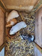 Vrouwelijke cavia's, Dieren en Toebehoren, Vrouwelijk, Cavia