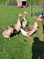 Toulouse gans mannen, Dieren en Toebehoren, Pluimvee, Mannelijk, Gans of Zwaan