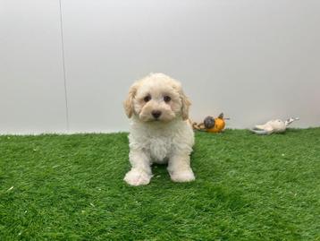 Portée de Chiots Bichon Havanais, Belgique, Chienne, Autres races, 8 à 15 semaines
