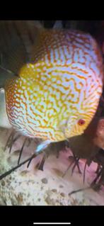 Discus