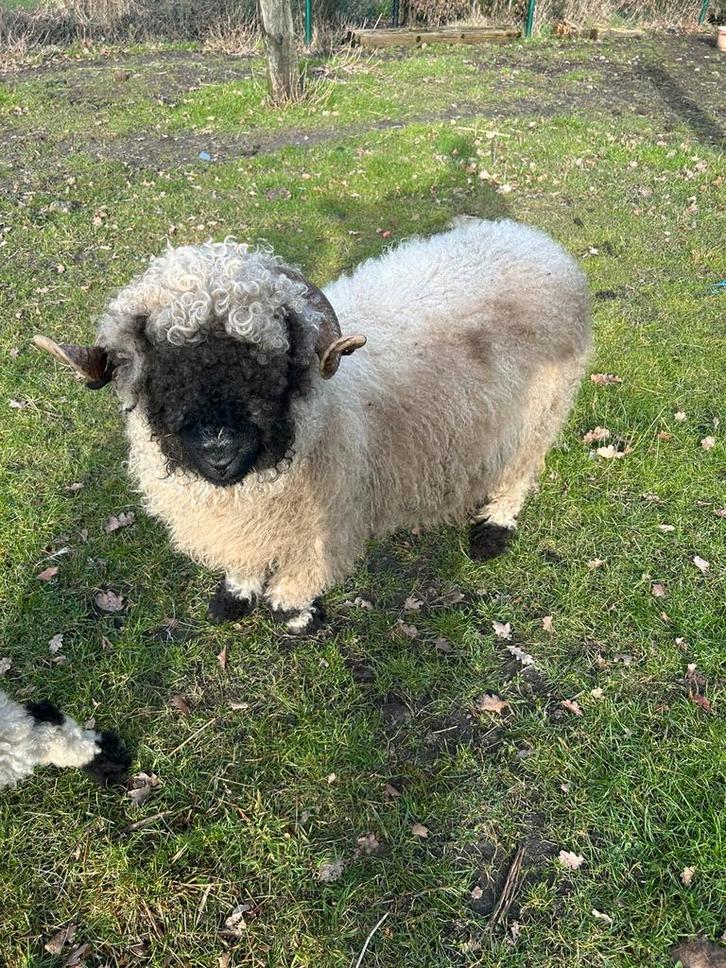 Walliser Schwarznase ooien, Animaux & Accessoires, Moutons, Chèvres & Cochons, Mouton, Femelle, 0 à 2 ans