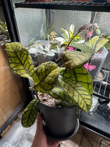 Hoya ranaurensis beschikbaar voor biedingen