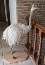 opgezette nandoe albino, Verzamelen, Dierenverzamelingen, Ophalen, Nieuw, Boerderijdier, Opgezet dier