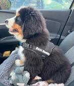 Honden tuigje / harnas “Best Buddy”, Ophalen, Zo goed als nieuw, Hondenriem-accessoire