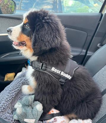 Honden tuigje / harnas “Best Buddy” beschikbaar voor biedingen