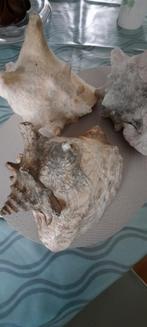 Queen conch schelpen, Verzamelen, Mineralen en Fossielen, Ophalen, Schelp(en)