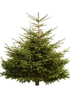 Kerstbomen - Prachtige sparren op onze kerstmarkt, Tuin en Terras, Ophalen, Overige soorten, 100 tot 250 cm