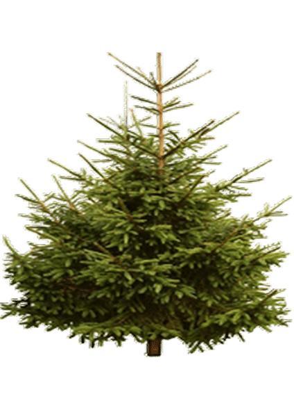 Kerstbomen - Prachtige sparren op onze kerstmarkt, Tuin en Terras, Planten | Bomen, Overige soorten, 100 tot 250 cm, Ophalen