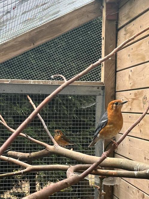 Vermindering hobby, Dieren en Toebehoren, Vogels | Overige Vogels