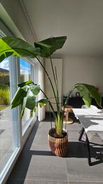 Strelitzia plant +- 200 cm, Ophalen
