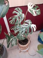 Monstera Viegata, Enlèvement ou Envoi