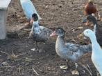 Barberie eenden muskuseenden, Meerdere dieren, Eend