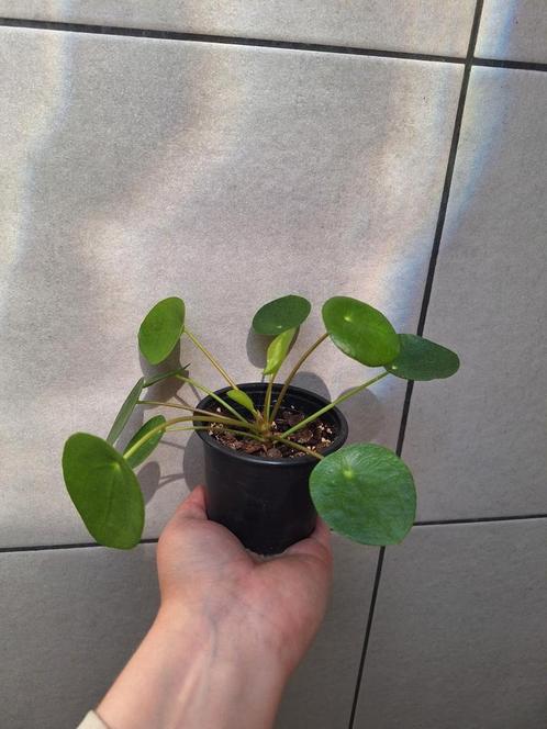 Pilea peperomioides | Pannenkoekplant, Huis en Inrichting, Kamerplanten, Ophalen