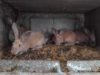 Mooi konijnen te koop, Dieren en Toebehoren, Knaagdieren, Mei, Geslacht onbekend, Overige typen