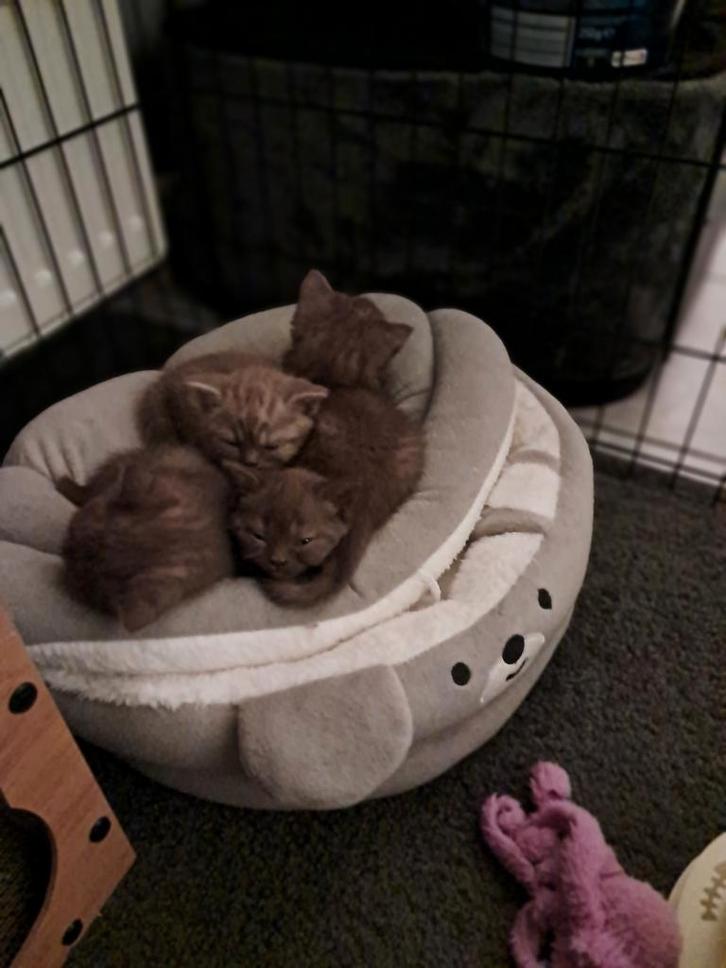 4 Chocolade Brits korthaar poesjes, Dieren en Toebehoren, Katten en Kittens | Overige Katten, Kortharig, Poes, 0 tot 2 jaar