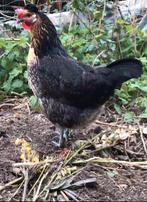 Jonge hennen Brabants hoen, Dieren en Toebehoren