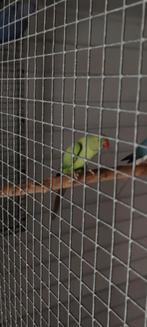 Halsbandparkiet, Dieren en Toebehoren, Vogels | Parkieten en Papegaaien