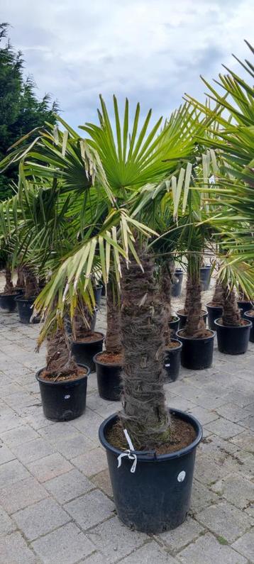 Trachycarpus Fortunei palmboom 