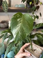 Monstera albo, Enlèvement ou Envoi