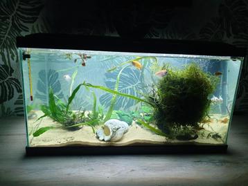 Aquarium beschikbaar voor biedingen