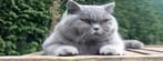 Brits korthaar dekkater. (Niet te koop), Dieren en Toebehoren, Katten en Kittens | Dekkaters, 0 tot 2 jaar