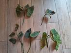 Grote begonia Corallina stekken, Ophalen