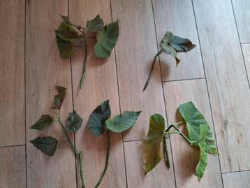 Grote begonia Corallina stekken beschikbaar voor biedingen