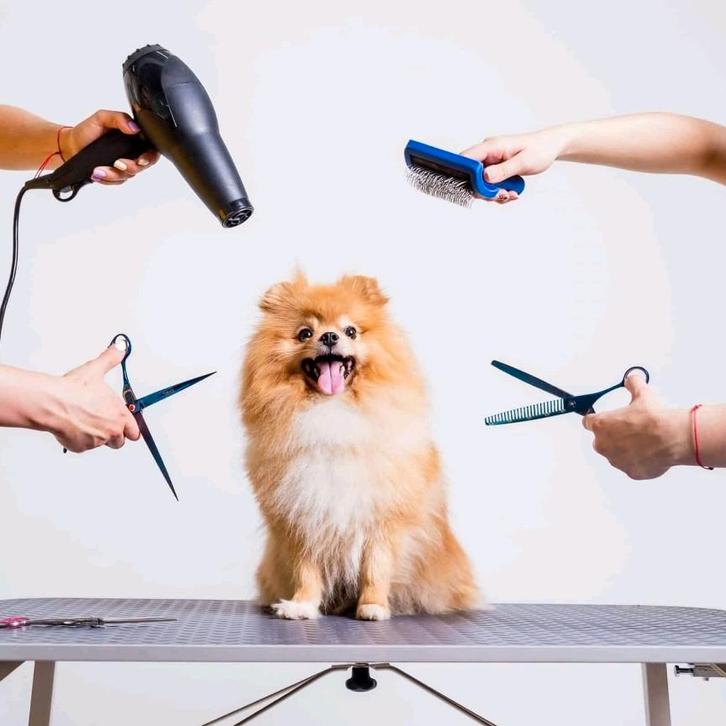 Gezocht: hond om te trimmen ( gratis trimbeurt), Animaux & Accessoires, Nourriture pour Animaux, Chien, Enlèvement