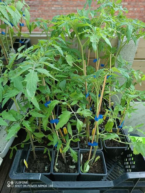 Tomatenplanten Tigerella vroege tomaten 30cm, Tuin en Terras, Planten | Tuinplanten, Ophalen
