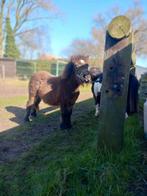 2 knappe Shetlander hengsten., Dieren en Toebehoren, Hengst