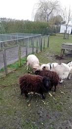 Schaapjes ouessant, Dieren en Toebehoren, Meerdere dieren, Schaap