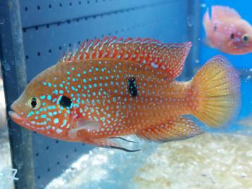 Volwassen Hemichromis cichliden - bimaculatus lifalili exsul beschikbaar voor biedingen
