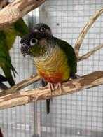 Pyrrhura moliaan, Dieren en Toebehoren, Vrouwelijk, Papegaai