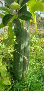 Courgettes éponges Luffa cylindrica (Luffa cylindrica), Jardin & Terrasse, Enlèvement ou Envoi, Graine