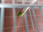Kakariki, Dieren en Toebehoren