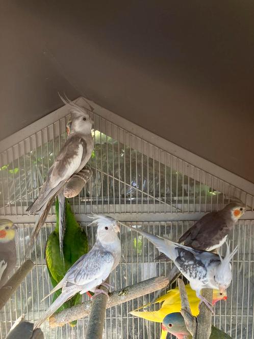 BEWEZEN KWEEKKOPPELS BONTE EN WITKOP VALKPARKIETEN, Dieren en Toebehoren, Vogels | Parkieten en Papegaaien, Parkiet, Meerdere dieren