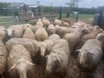 SCHAPEN ,BOKKEN  RAMMEN.  aankoop, Dieren en Toebehoren, Schapen, Geiten en Varkens