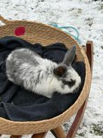 Vlaamse reuzen, Dieren en Toebehoren, Konijnen