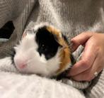 Cavia beertje, Dieren en Toebehoren, Cavia, Augustus, Mannelijk, Tam