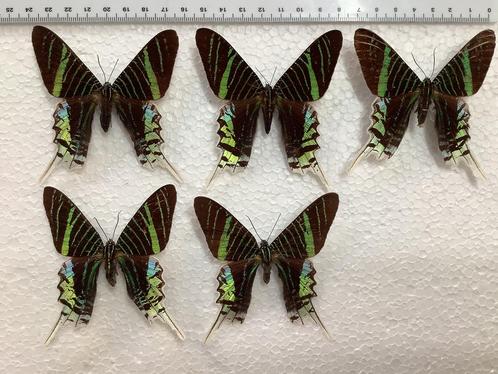 Urania leilus, 7€/ specimen, Verzamelen, Dierenverzamelingen, Zo goed als nieuw, Ophalen of Verzenden