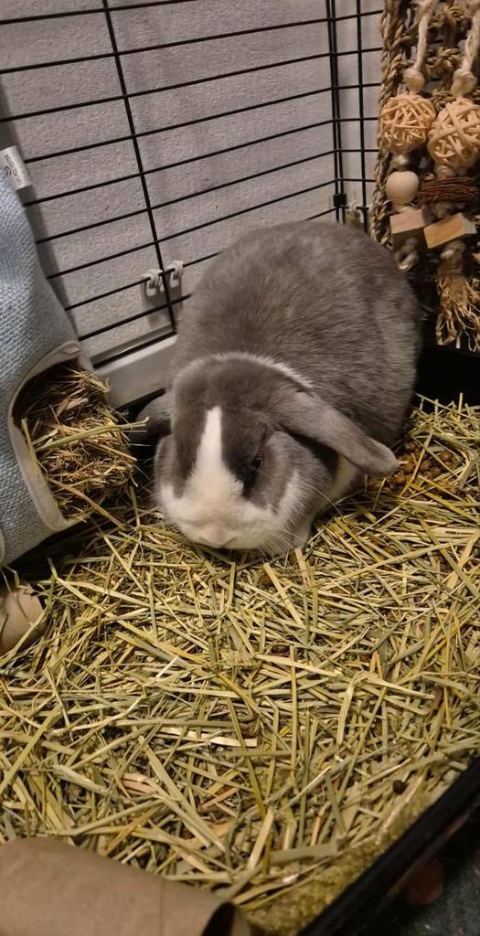 Raszuivere NHD voedster, Animaux & Accessoires, Lapins, Taille moyenne, Femelle, 0 à 2 ans, Oreilles tombantes