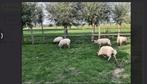 Schapen, Dieren en Toebehoren, Schapen, Geiten en Varkens, Meerdere dieren, Schaap, 0 tot 2 jaar