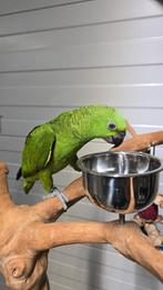 Tamme baby Geelnekamazones, een van beste praters, Dieren en Toebehoren, Vogels | Parkieten en Papegaaien, Meerdere dieren, Papegaai