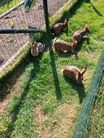Jonge konijntjes, Dieren en Toebehoren