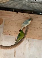 Kakariki, Dieren en Toebehoren, Meerdere dieren, Parkiet, Geringd
