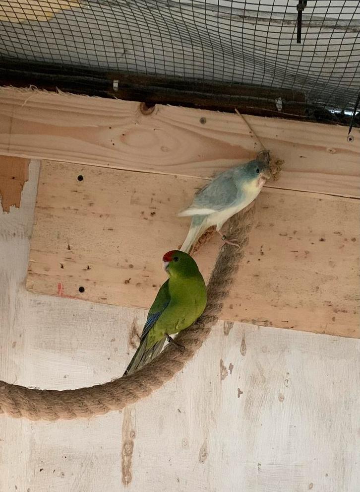 Kakariki, Animaux & Accessoires, Oiseaux | Perruches & Perroquets, Perruche, Plusieurs animaux, Bagué