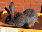 konijn: Vlaamse reus, Dieren en Toebehoren, Konijnen, Groot