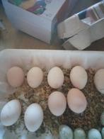 œufs bio Extra frais, Animaux & Accessoires, Volatiles | Accessoires, Enlèvement