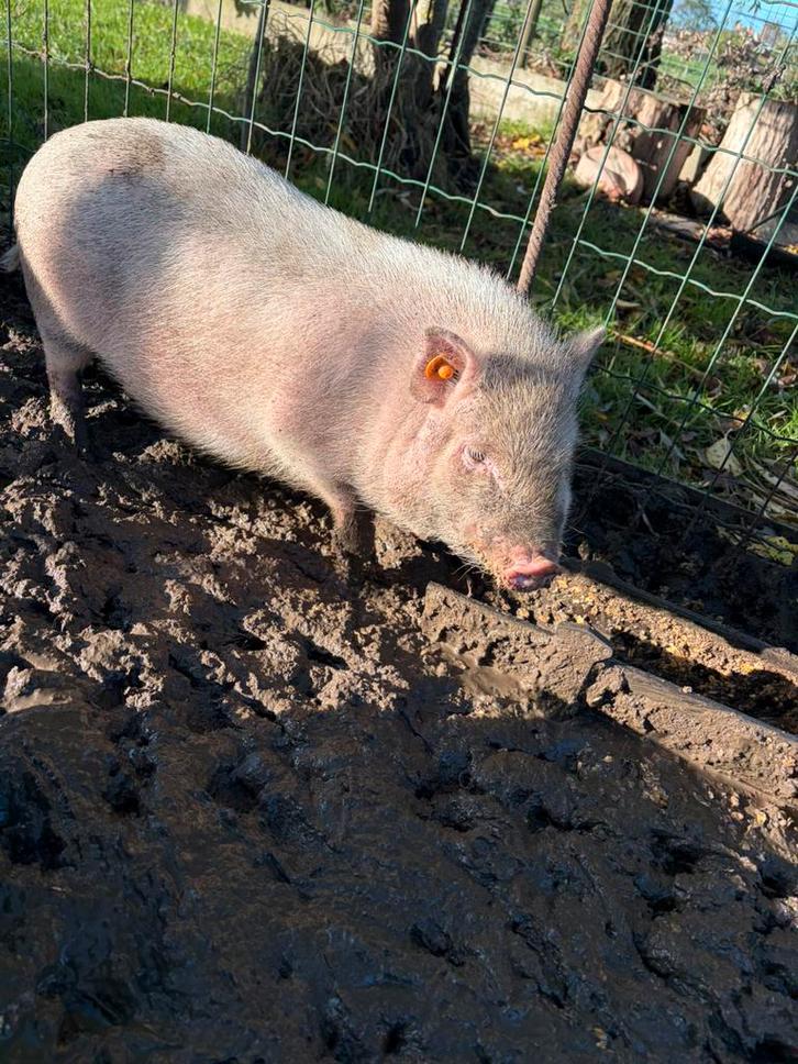 Zeugjes - 4 juli en 21 juli geboren, Dieren en Toebehoren, Schapen, Geiten en Varkens